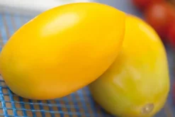 Solanum lycopersicum (Tomaat)
