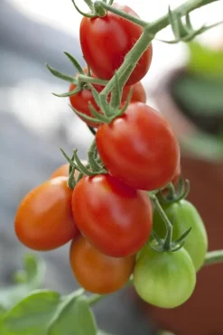Solanum lycopersicum (Tomaat)