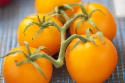 Solanum lycopersicum (Tomaat)