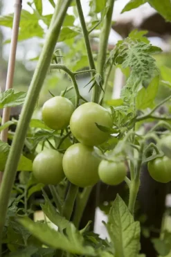 Solanum lycopersicum (Tomaat)