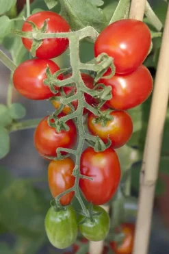 Solanum lycopersicum (Tomaat)