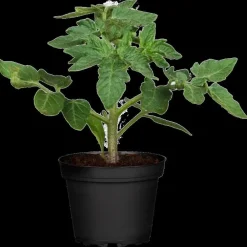Solanum lycopersicum (Tomaat)