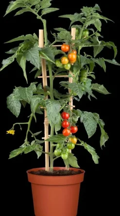 Solanum lycopersicum (Tomaat)