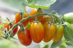 Solanum lycopersicum (Tomaat)