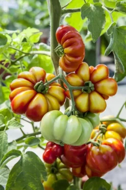 Solanum lycopersicum (Tomaat)