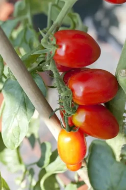 Solanum lycopersicum (Tomaat)