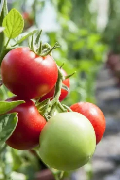 Solanum lycopersicum (Tomaat)