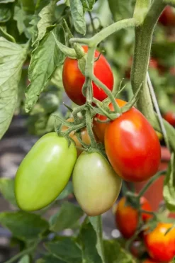 Solanum lycopersicum (Tomaat)