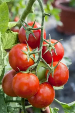 Solanum lycopersicum (Tomaat)