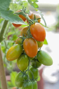 Solanum lycopersicum (Tomaat)