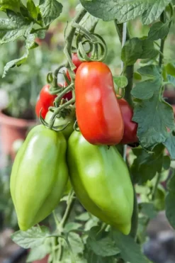 Solanum lycopersicum (Tomaat)