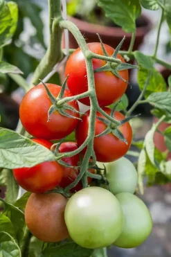 Solanum lycopersicum (Tomaat)