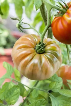 Solanum lycopersicum (Tomaat)