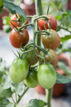 Solanum lycopersicum (Tomaat)