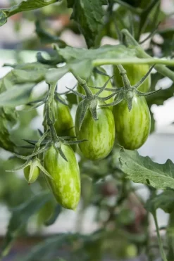 Solanum lycopersicum (Tomaat)