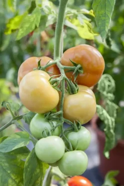 Solanum lycopersicum (Tomaat)