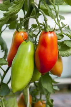 Solanum lycopersicum (Tomaat)