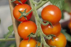 Solanum lycopersicum (Tomaat)