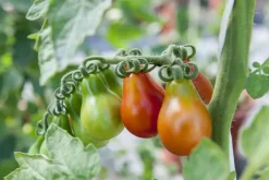 Solanum lycopersicum (Tomaat)