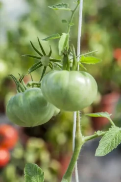 Solanum lycopersicum (Tomaat)
