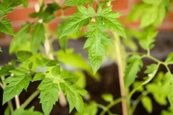 Solanum lycopersicum (Tomaat)