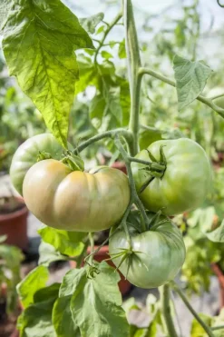 Solanum lycopersicum (Tomaat)