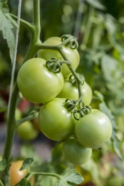 Solanum lycopersicum (Tomaat)