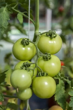 Solanum lycopersicum (Tomaat)