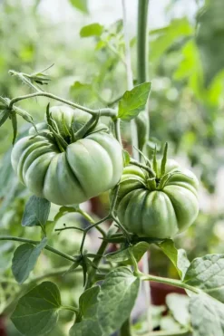 Solanum lycopersicum (Tomaat)
