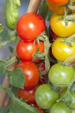 Solanum lycopersicum (Tomaat)