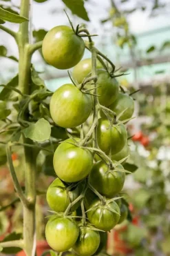 Solanum lycopersicum (Tomaat)