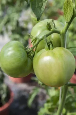 Solanum lycopersicum (Tomaat)