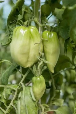 Solanum lycopersicum (Tomaat)