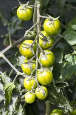 Solanum lycopersicum (Tomaat)