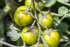 Solanum lycopersicum (Tomaat)