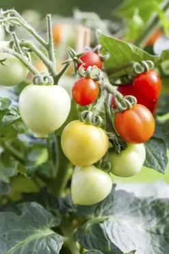 Solanum lycopersicum (Tomaat)