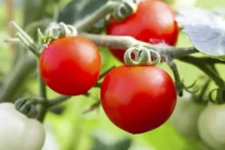 Solanum lycopersicum (Tomaat)