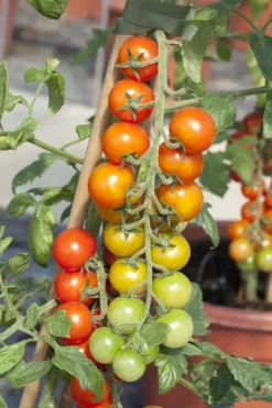 Solanum lycopersicum (Tomaat)