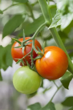 Solanum lycopersicum (Tomaat)
