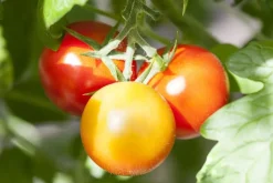 Solanum lycopersicum (Tomaat)