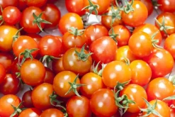 Solanum lycopersicum (Tomaat)