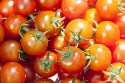 Solanum lycopersicum (Tomaat)