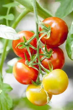 Solanum lycopersicum (Tomaat)