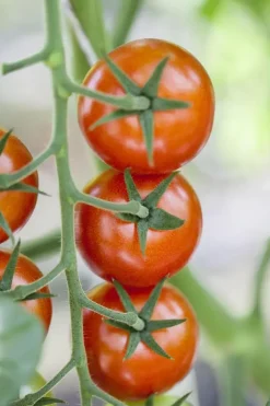 Solanum lycopersicum (Tomaat)