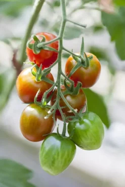 Solanum lycopersicum (Tomaat)