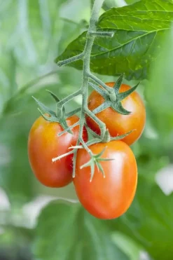 Solanum lycopersicum (Tomaat)