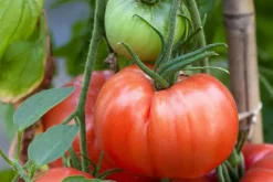 Solanum lycopersicum (Tomaat)
