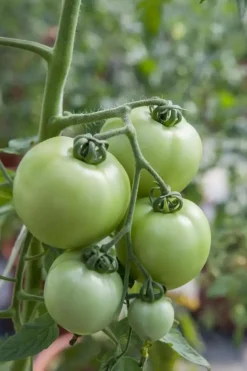 Solanum lycopersicum (Tomaat)