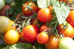Solanum lycopersicum (Tomaat)
