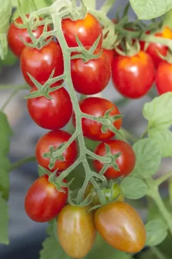 Solanum lycopersicum (Tomaat)